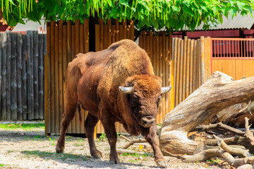 American bison (Bison bison), also known as buffalo in a paddock at farmyard © olyasolodenko