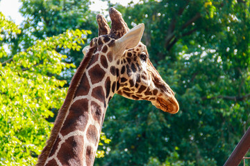 Close-up portrait of a giraffe against green foliage background