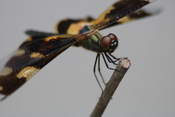 dragonfly