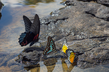 Picture of different butterflies at a watering place - selected focus - text space
