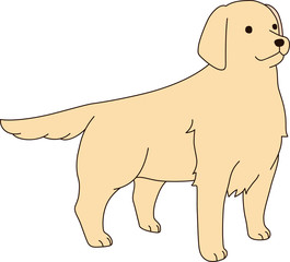 ゴールデンレトリバー（立ち）