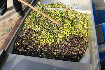 Harvested olives unloaded from truck to press hopper in olive oil mill in Greece.
