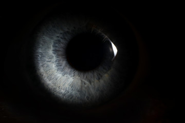 Pupil of a person peeps out of dark background