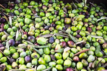 Close up of harvested olives in olive oil mill in Greece.
