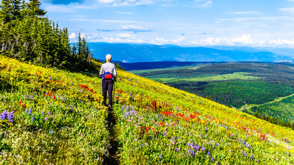 Fototapeta na wymiar Hiking through the alpine meadows filled with abundant wildflowers. On Tod Mountain at the alpine village of Sun Peaks in the Shuswap Highlands of the Okanagen region in British Columbia, Canada