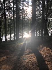 Fototapeta premium road in the forest