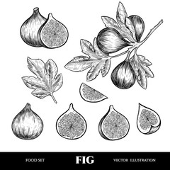 Vector figs hand drawn sketch. Sketch vector  food illustration. Vintage style