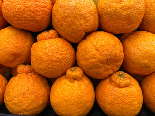 Close up on sumo citrus oranges, a cross breed between a satsuma and mandarin pomelo variety. The juicy, ultra sweet oranges were developed in Japan with traditional plant breeding technique.