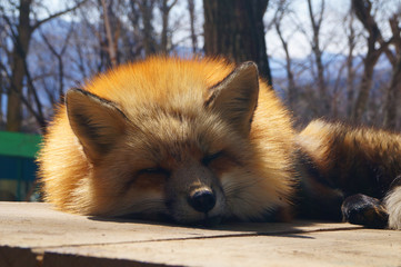 red fox in snow forest