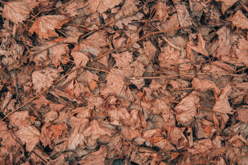 Background of autumn tinted old leaves. Yellow-orange dull texture. The concept of cold, withering, depressive bad mood. The view from the top. The surface of the firing table lay flat. Copy space