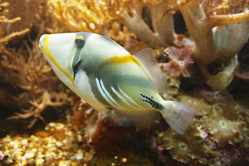 Obraz premium Lagoon triggerfish (Rhinecanthus aculeatus), also known as the Blackbar triggerfish, Picasso triggerfish and Picassofish among the underwater coral reef