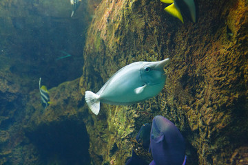 Whitemargin unicornfish (Naso annulatus), also known as Banded unicornfish, Bluefin unicornfish,...