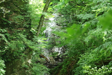 樹木に隠れ流れる滝