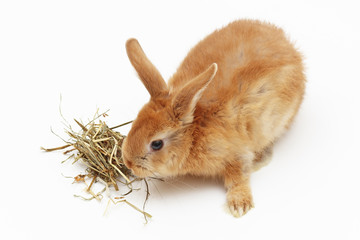 Little bunny eating hay on a white background © Boris Bulychev