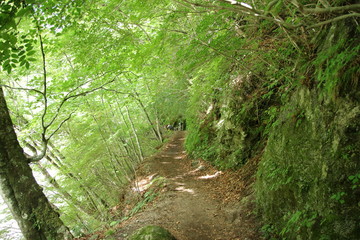 西沢渓谷の登山道