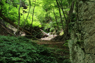 Fototapeta na wymiar 谷から見上げる森
