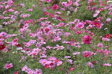 日本に咲いているコスモス