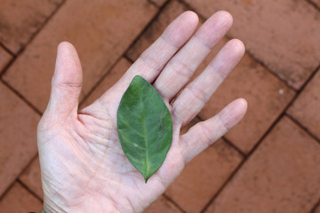hand held green leaf on brown brick floor background
