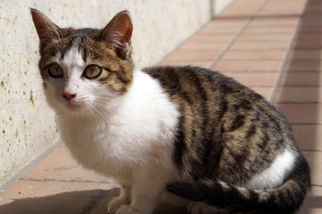 portrait of a cute cat