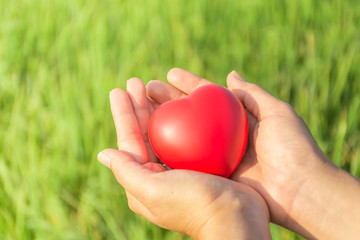 red heart in hands