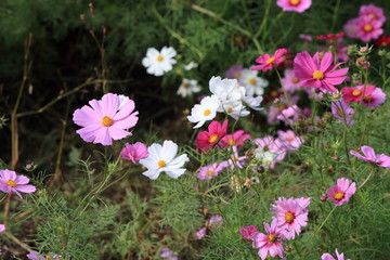 日本に咲いているコスモス