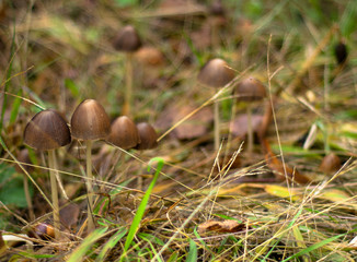 closeup of a group of small mushrooms among the herbs of the forest