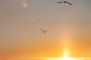 Silhouetted seagulls flying above burning orange sunset.