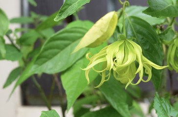 Beautiful Yellow Ylang Ylang Flowers on A Vine