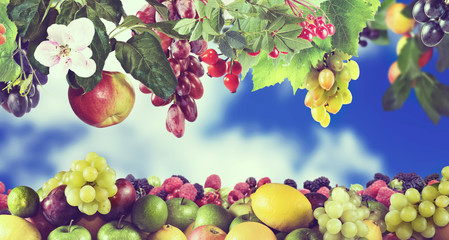 image of a lot of fruit close up.Toned image.