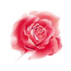 Red pink rose isolated on white background. Realistic vector illustration. 