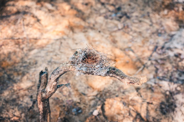 Twisted, disturbed nest made by birds from grass, twigs and pine needles to snake in the forest.