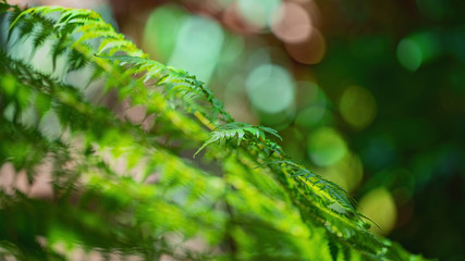 Close Up Of A Fern With Intentionally Blurred Foreground And Background