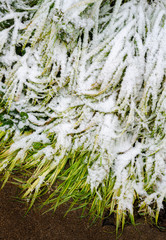 649-17 Snow Grass