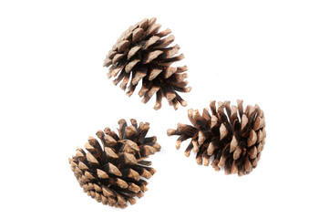Christmas pine cones on white background