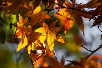 Orange & red autumn leaves ready to fall from tree.