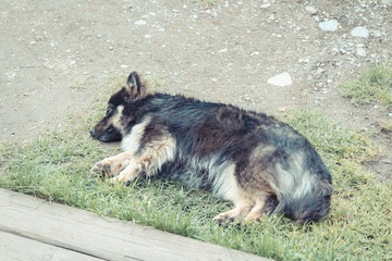 Shaggy black mongrel with thick wool sleeps guarding the porch from uninvited guests.