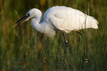 Fototapeta premium The little egret from Vransko jezero