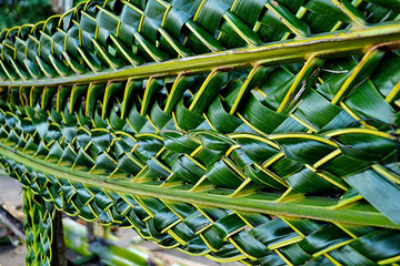 Green leaves, the art of weaving leaves, coconut leaves.