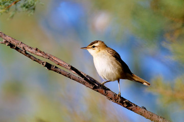 reed warbler from Vransko jezero Nature Park, Croatia