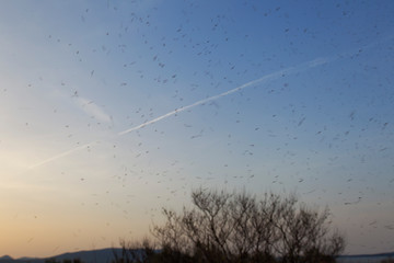 Insects swarming on Vransko jezero
