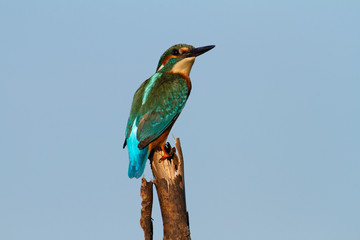 The common kingfisher from Vransko jezero