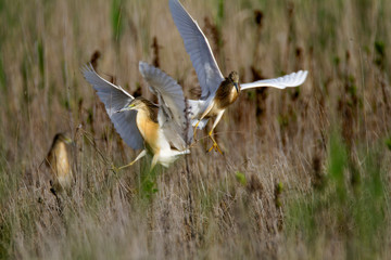 The squacco heron from Vransko jezero