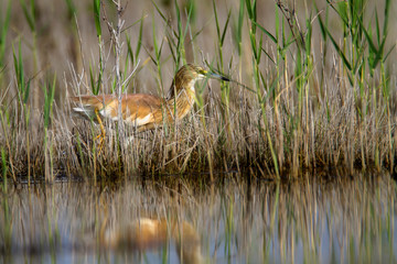 The squacco heron from Vransko jezero