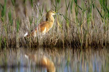 The squacco heron from Vransko jezero