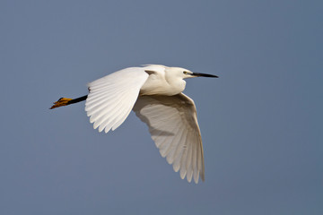 Fototapeta na wymiar The little egret from Vransko jezero