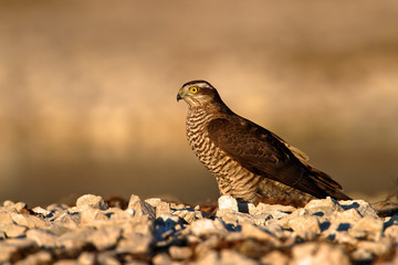 The Eurasian sparrowhawk (Accipiter nisus) on the ground
