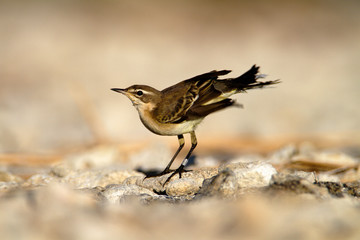 The western yellow wagtail from Vransko jezero