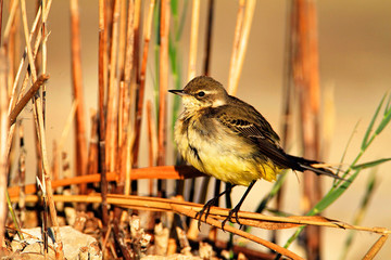 The western yellow wagtail from Vransko jezero