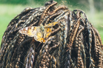 Tropical butterfly on the head of a girl with dreadlocks.