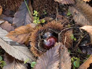 big chestnuts with a shiny skin still enclosed in the hedgehog between the leaves